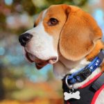 10 Things To Consider While Choosing Dog Collars and Leashes