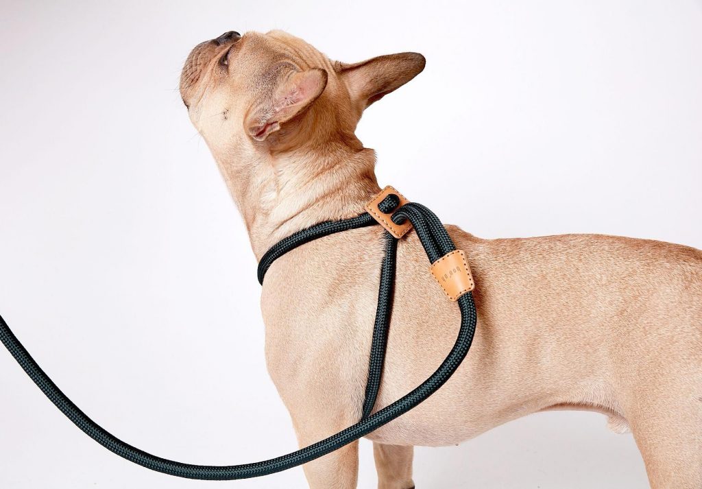 Things To Consider While Choosing Dog Collars and Leashes