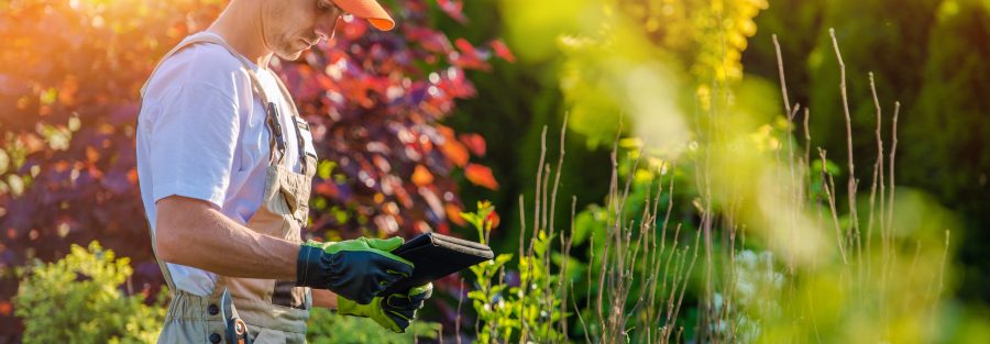 Advantages of Weed Control For your Yard
