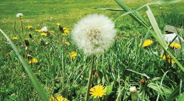 Weed Control For your Yard