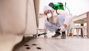 certified pest control - Buzz Boss