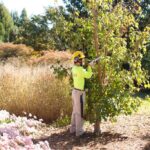 tree service in regina