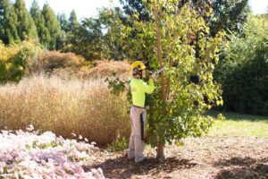 tree service in regina