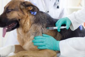 dog vaccination clinics in Encino