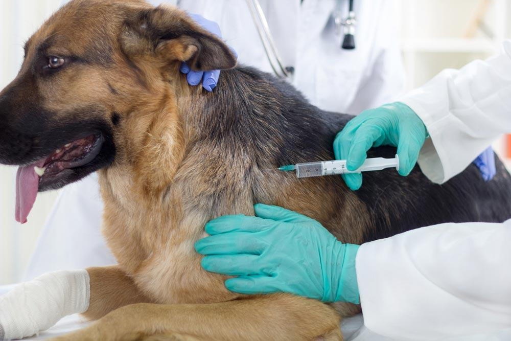 dog vaccination clinics in Encino